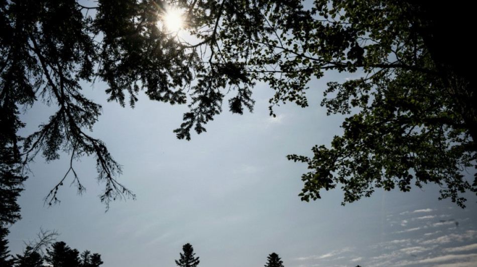 Les arbres r&eacute;sistent pour l'instant &agrave; la canicule mais danger pour le reste de l'&eacute;t&eacute;