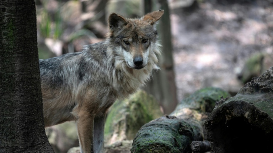 Trump again seeks to remove protections for wolves