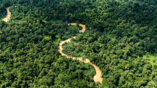 Guyane: la Cour des comptes alerte sur une gestion forestière à repenser