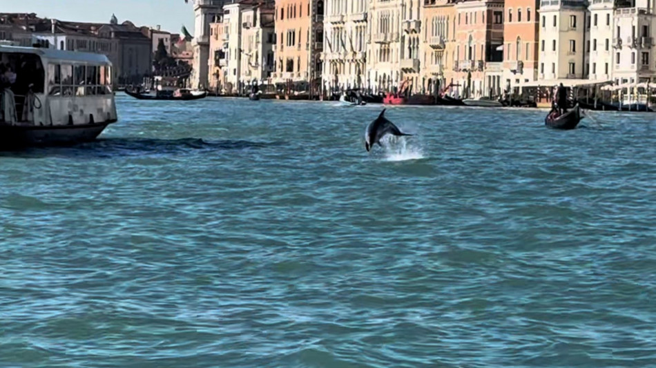 Un delfino a Venezia, 'non avvicinatevi'