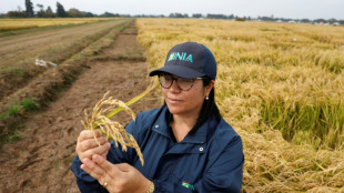 Chile desarrolla un arroz resistente capaz de adaptarse al cambio climático