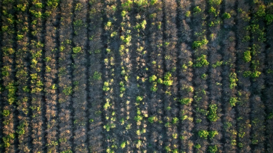 La sequ&iacute;a pone en jaque la producci&oacute;n de yerba mate en Argentina 