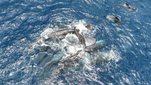 Rarissime observation d'une naissance de cachalot sauvage