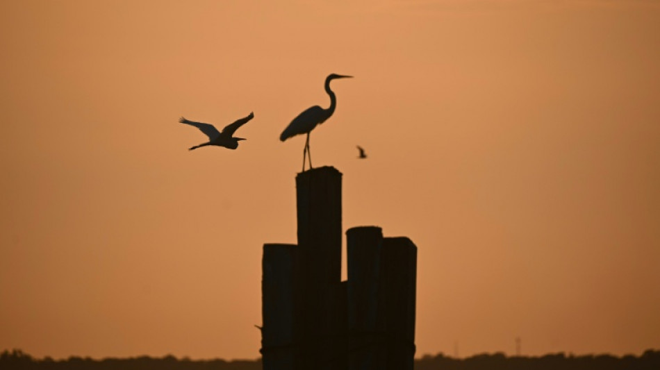 Oeneg&eacute;s denuncian la presencia de lobistas de combustibles f&oacute;siles en la COP30 en Brasil