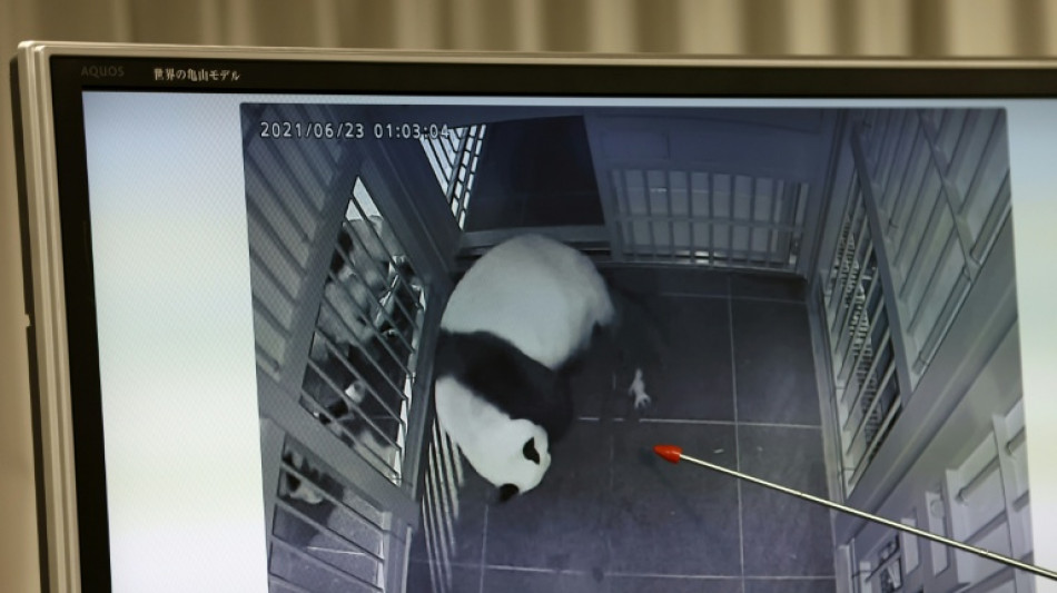 Les deux seuls pandas du Japon seront renvoyés en Chine en janvier, selon des médias