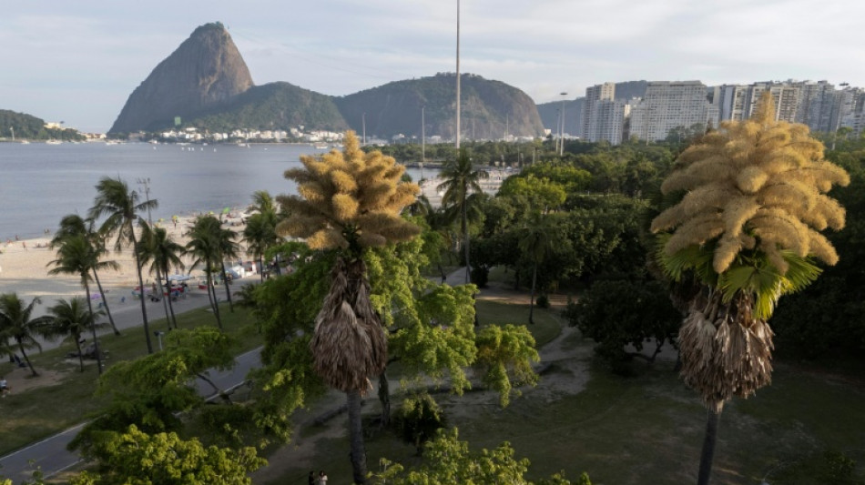 A Rio de Janeiro, des palmiers fleurissent pour la première fois avant de mourir