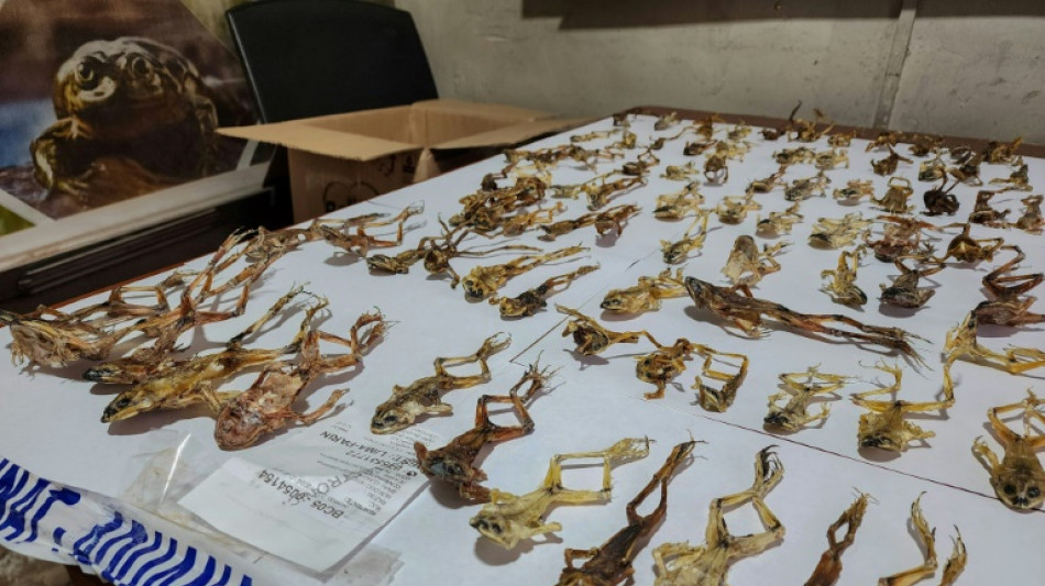 Perú decomisa 390 ranas en peligro de extinción usadas como afrodisíaco