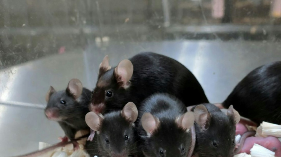Mam&iacute;feros n&atilde;o podem ser clonados indefinidamente, revela estudo